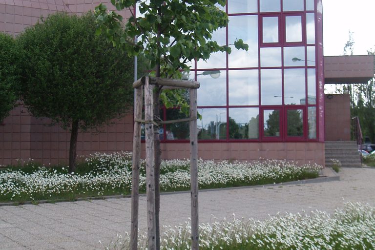 Lípa květen 2012
