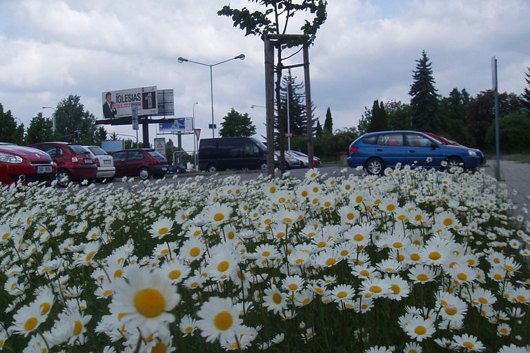 Lípa květen 2012